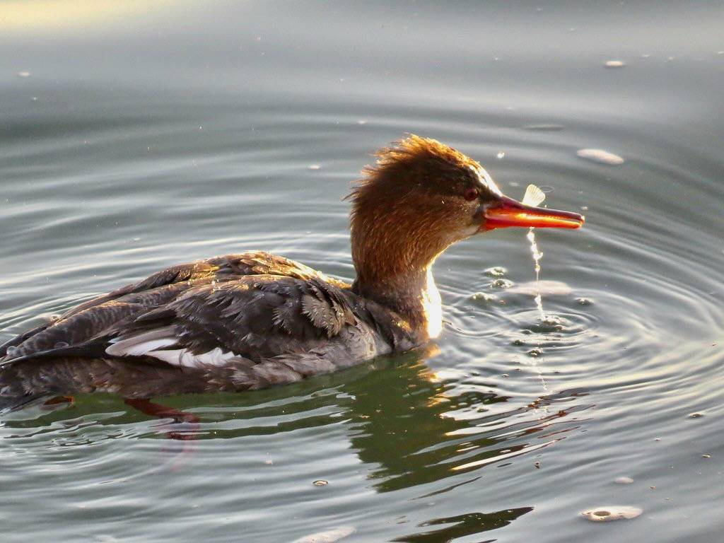 Red-Breasted Merganser by morroelsie is licensed under CC BY-NC 2.0.